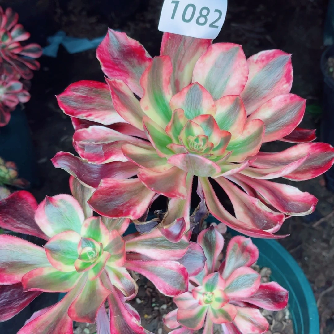 红魔女特价不售后多肉