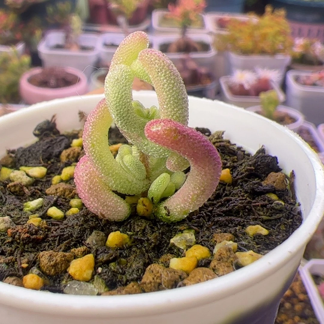 多肉植物枝干紫闪光