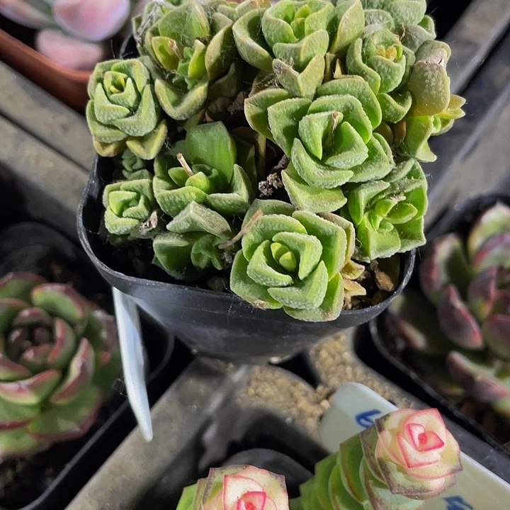 桃乐丝2.8带盆土发