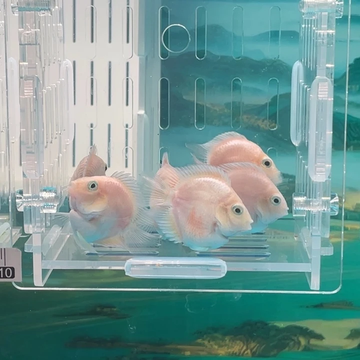 鹦鹉鱼白金3对缩尾20