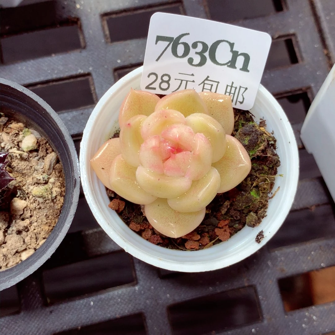 5厘米盆精控多肉763