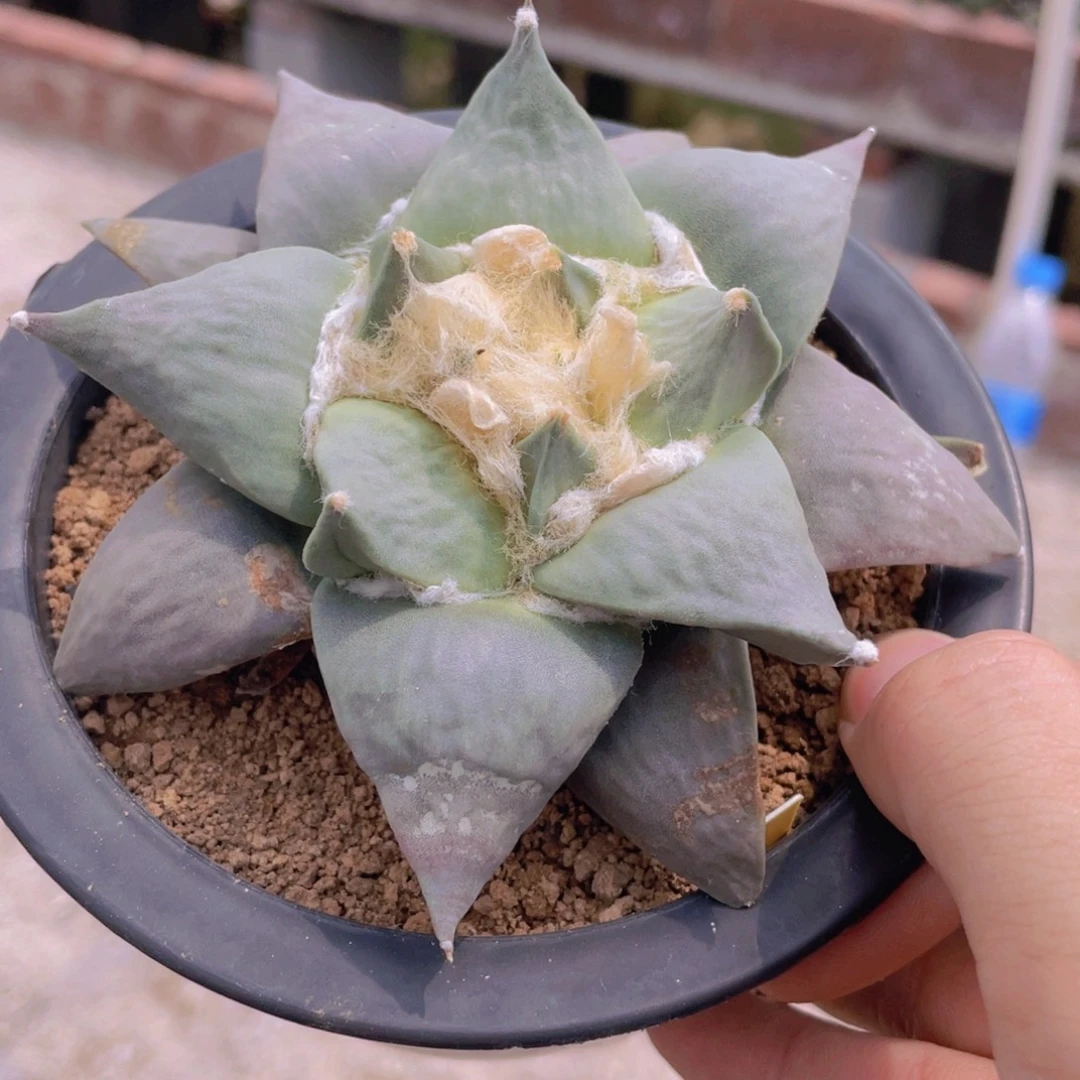 实生紫肌岩牡丹特