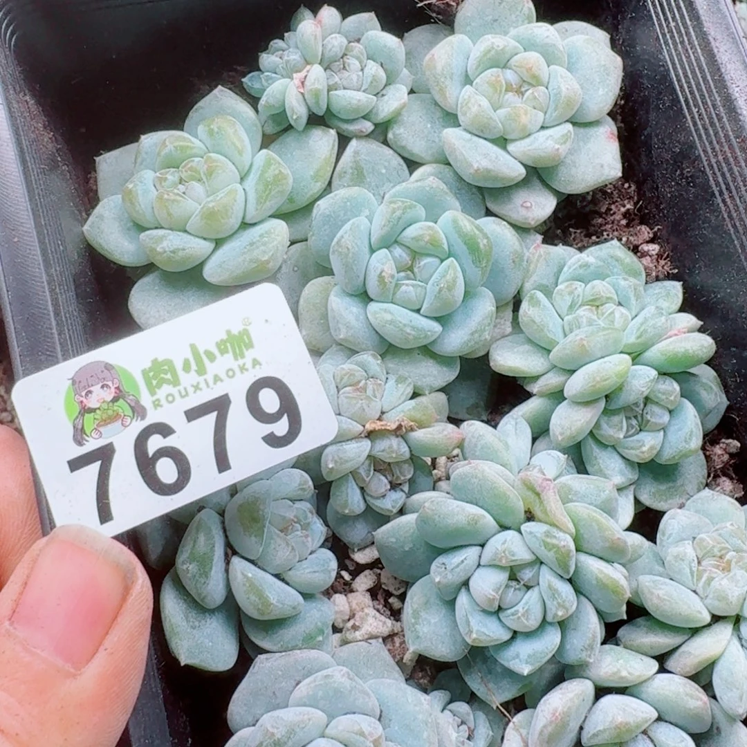 *****多肉植物多肉植物