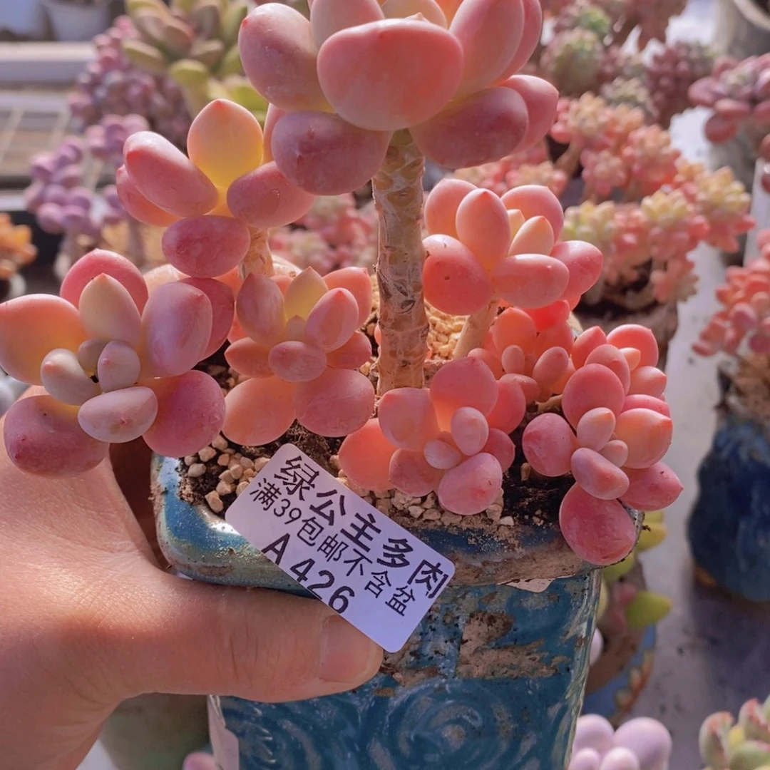 樱花洛神11cm426多肉植物