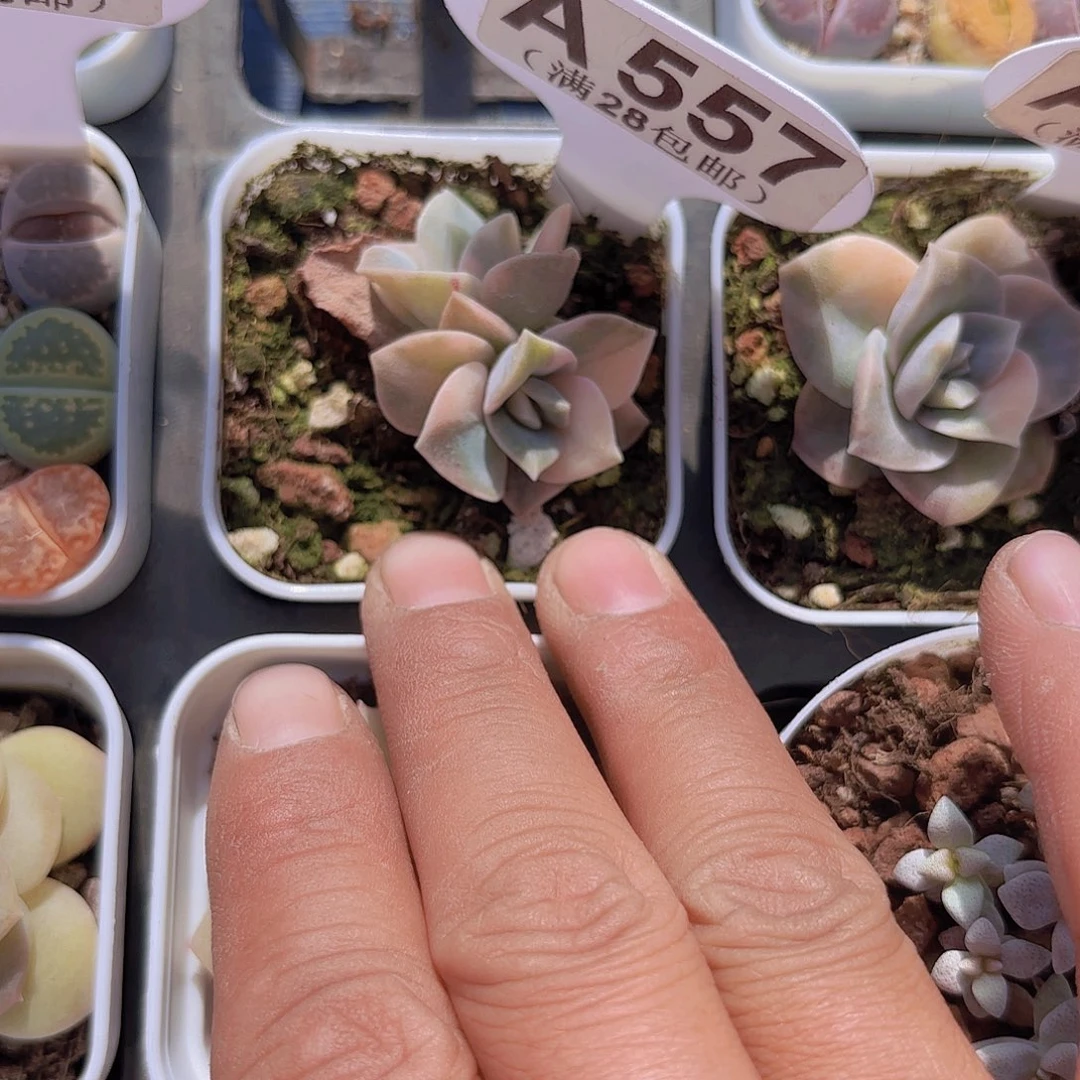 A557可爱玫瑰锦一物一拍