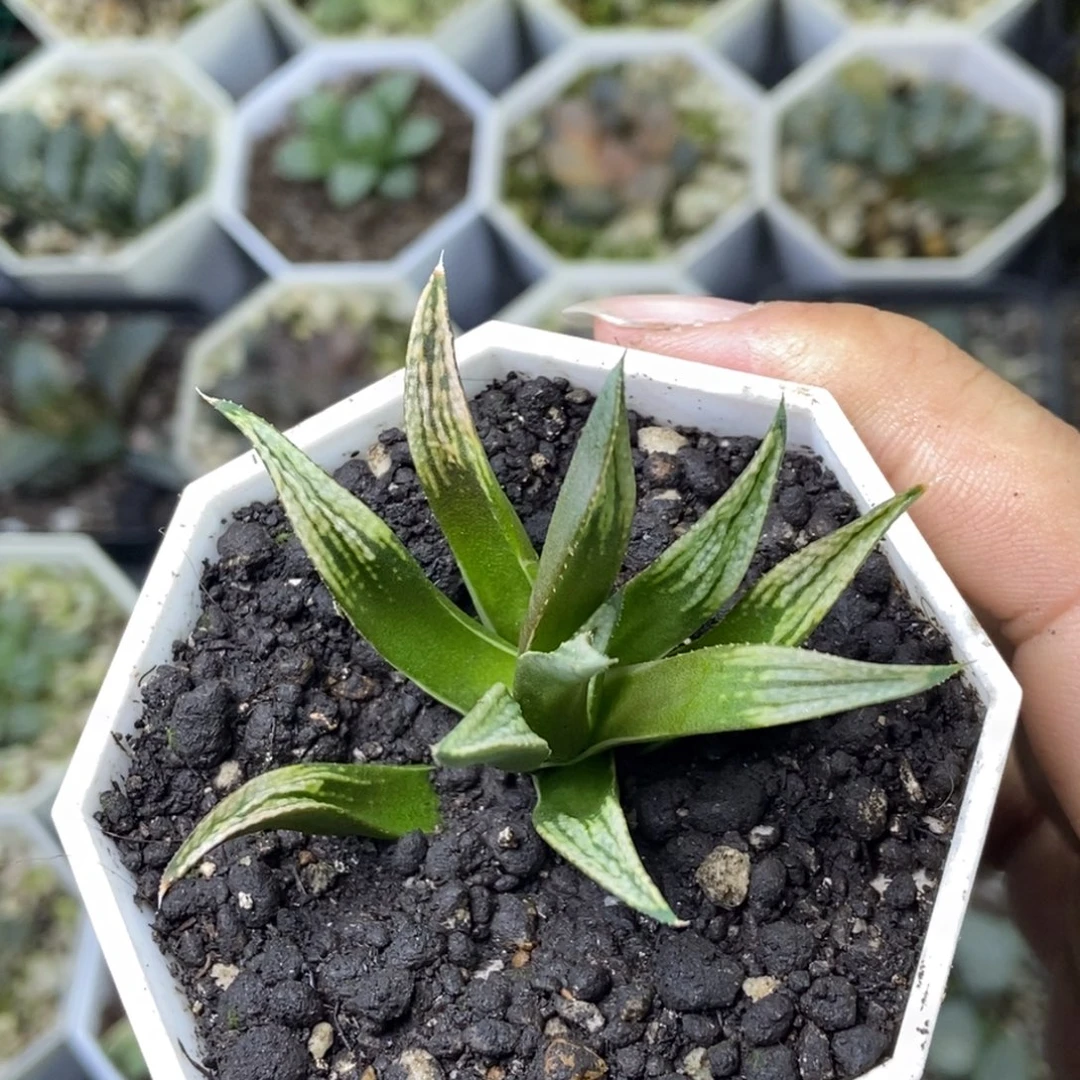 隆巴德寿一物一拍
