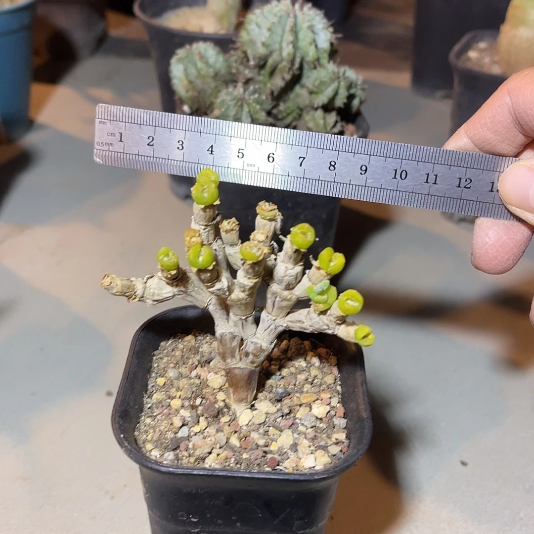 实生兔斯基一物一拍下单包邮