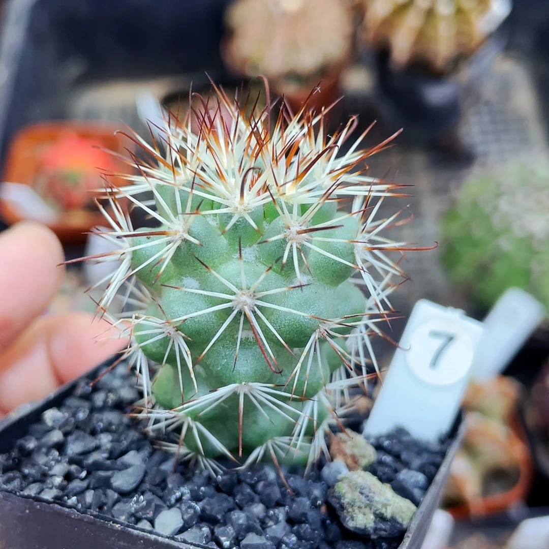 非偏远地区满25包邮仙人球