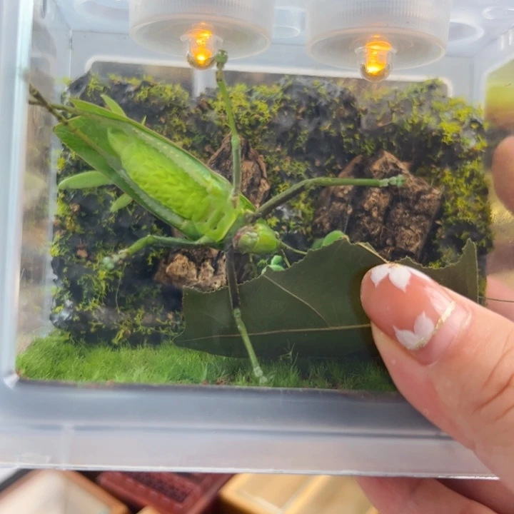 哈哈哈生态箱带小弧