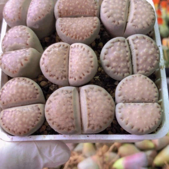 0092，2.5-2.9厘米饼干如图