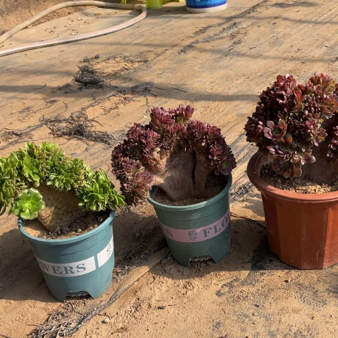 我是真的很喜欢这个