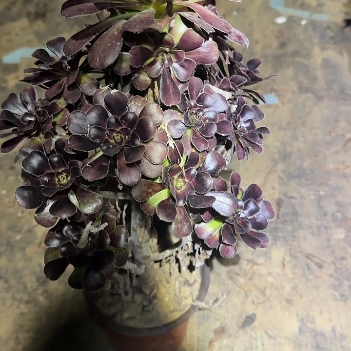 一物一拍多肉法师136