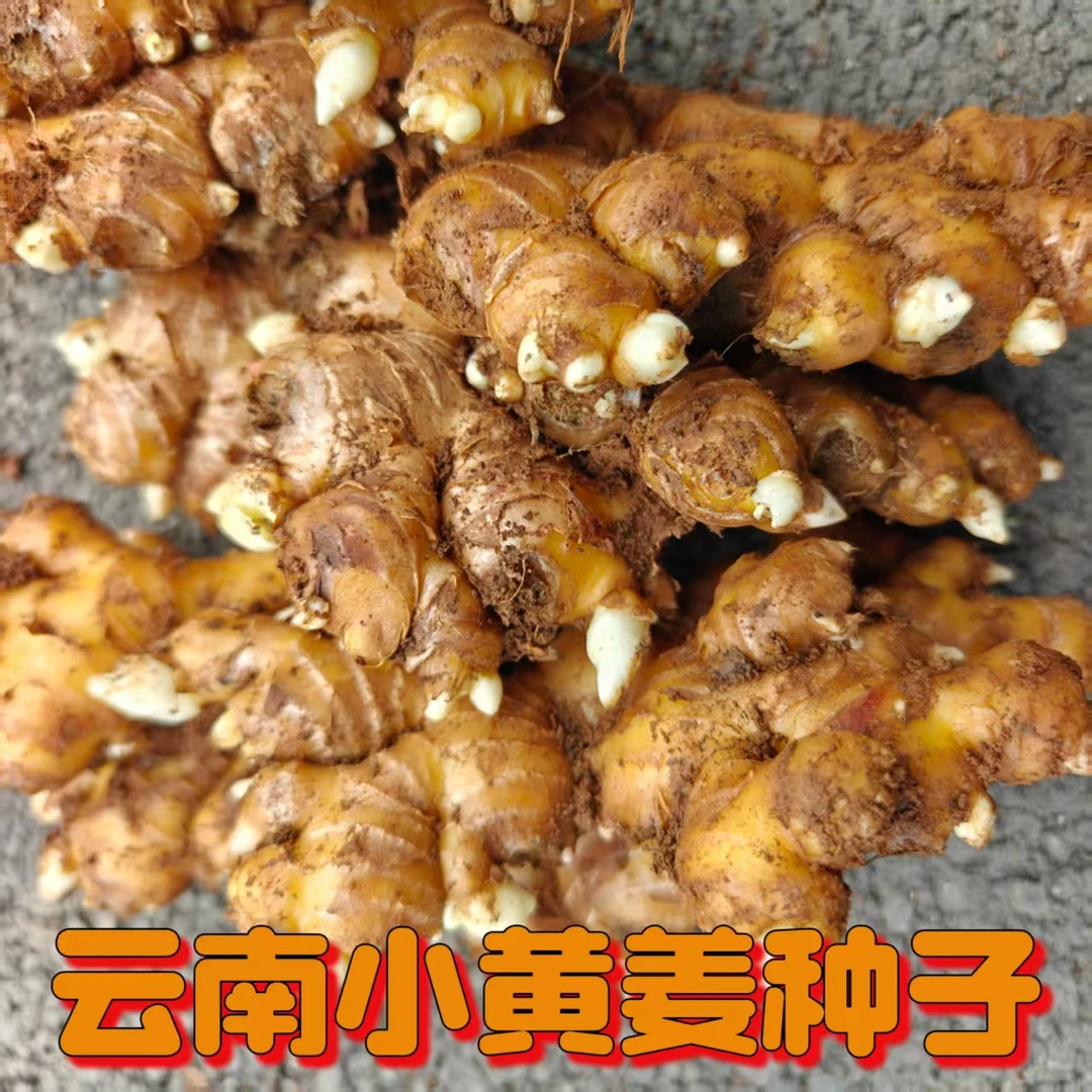 云南小黄姜种子带芽催芽生姜苗农家种植老姜种新鲜姜芽罗平小黄姜