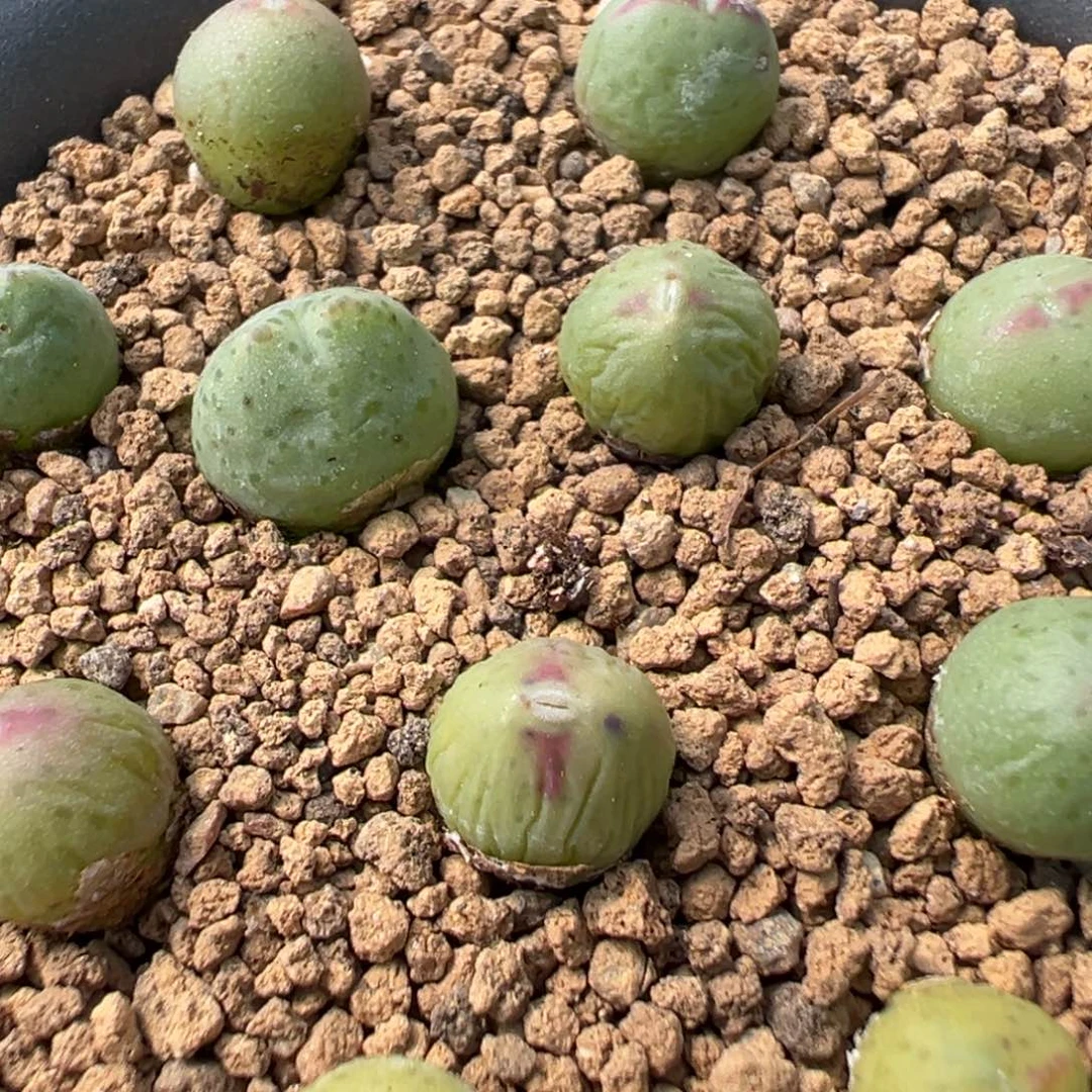 量拍sh1558皮卡丘一颗，多肉