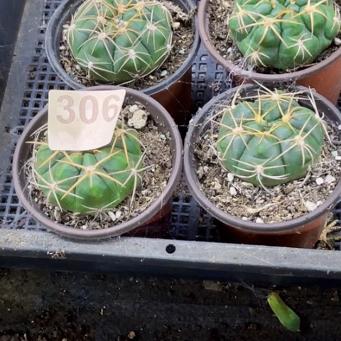 306海王一物一图如图