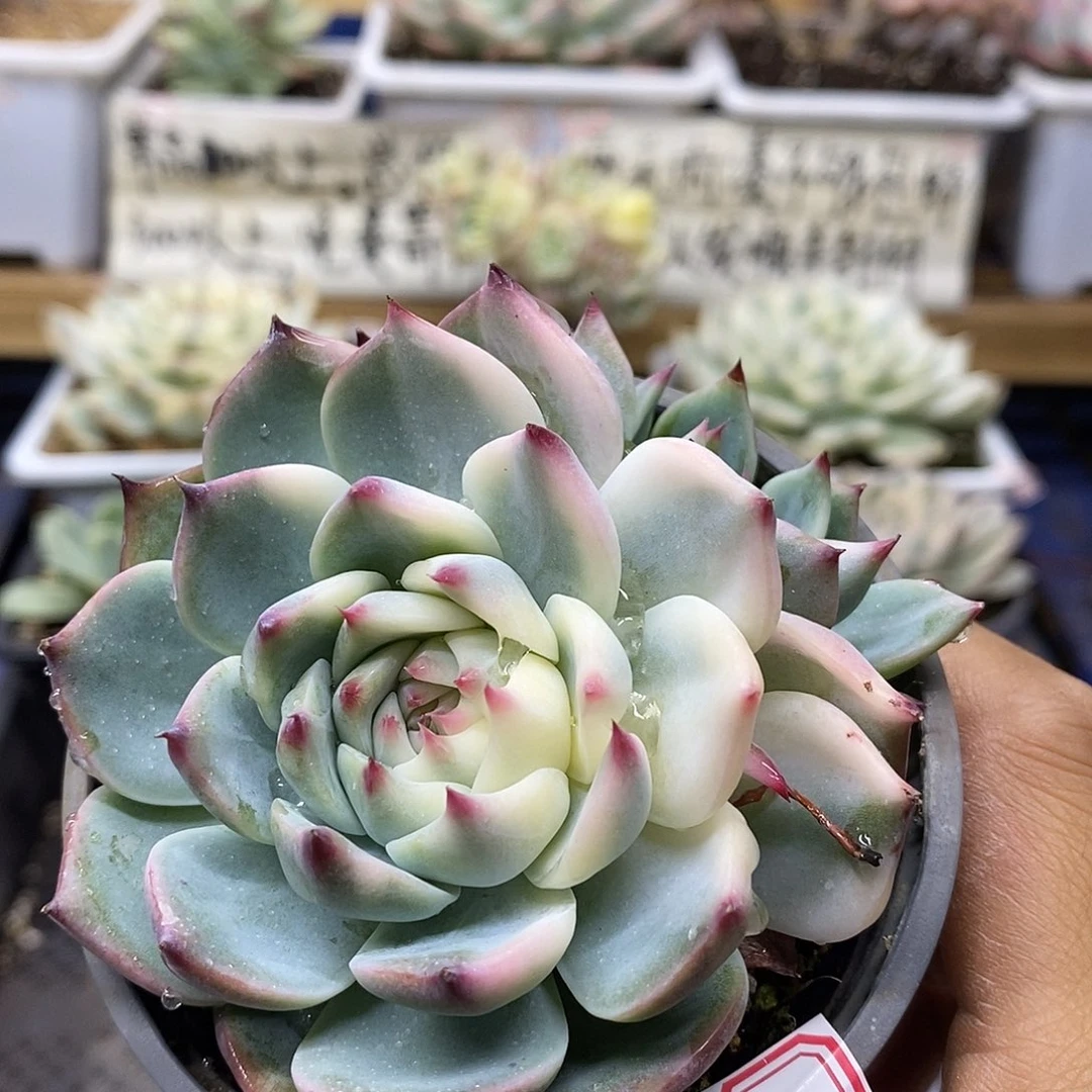 1557 吉娃娃半覆轮锦