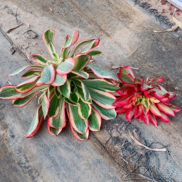 魅影砍头没根大配小