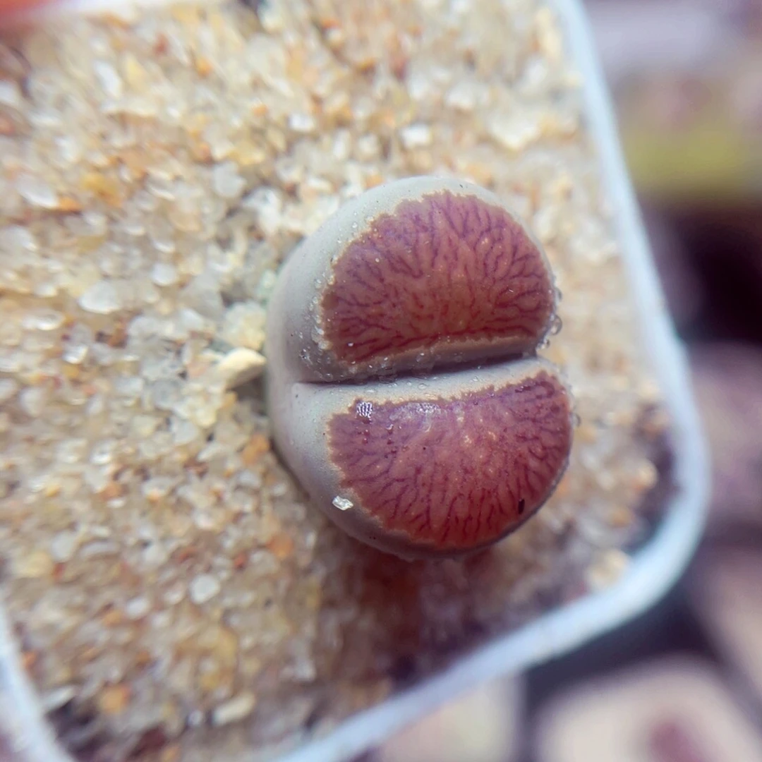 16号带盆包邮发货