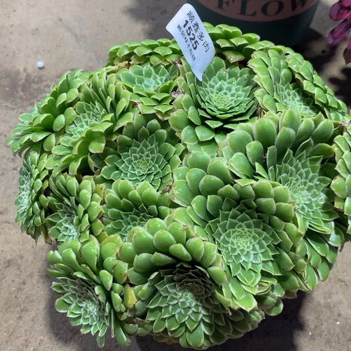 1525翡翠冰多肉植物