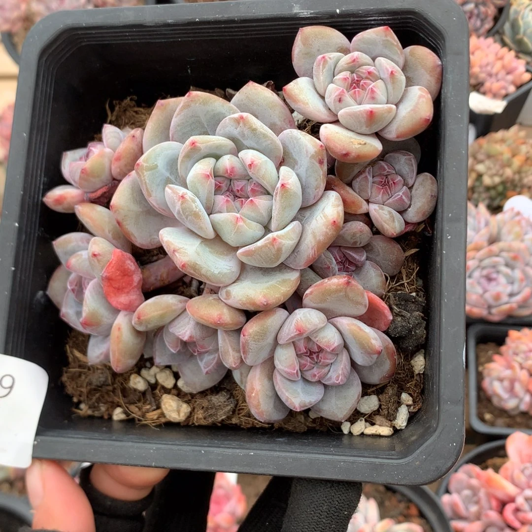 13.5厘米八头突尼斯 无砍 5969