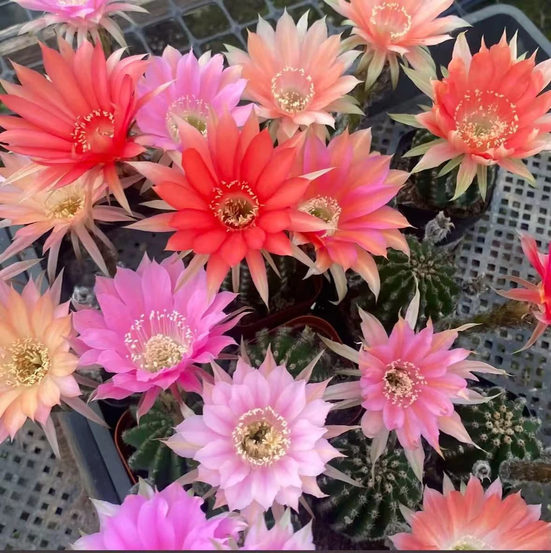 【黑金刚】仙人球盆栽好养好活桌摆美观办公花卉绿植净化空气吸甲