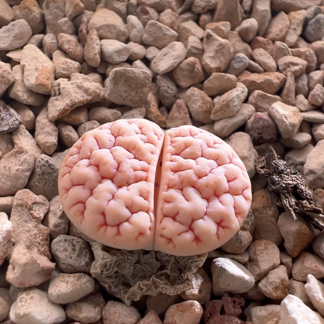 923。青蛙优选189。粉白皮红纹凹凸