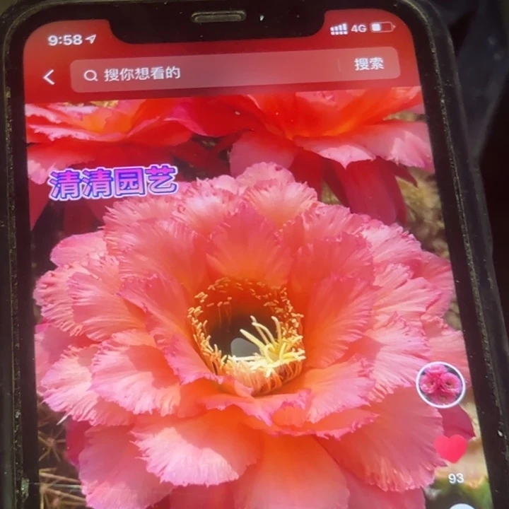 清清3-500侧牙瑕疵歪随机