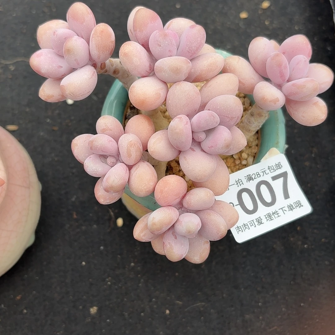 桃蛋无盆土发货无盆土发货无