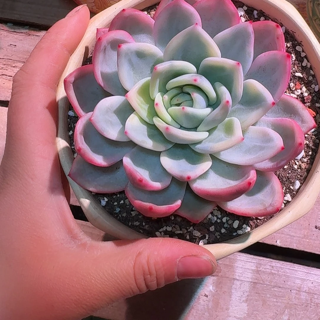 超****香槟锦多肉多肉多肉