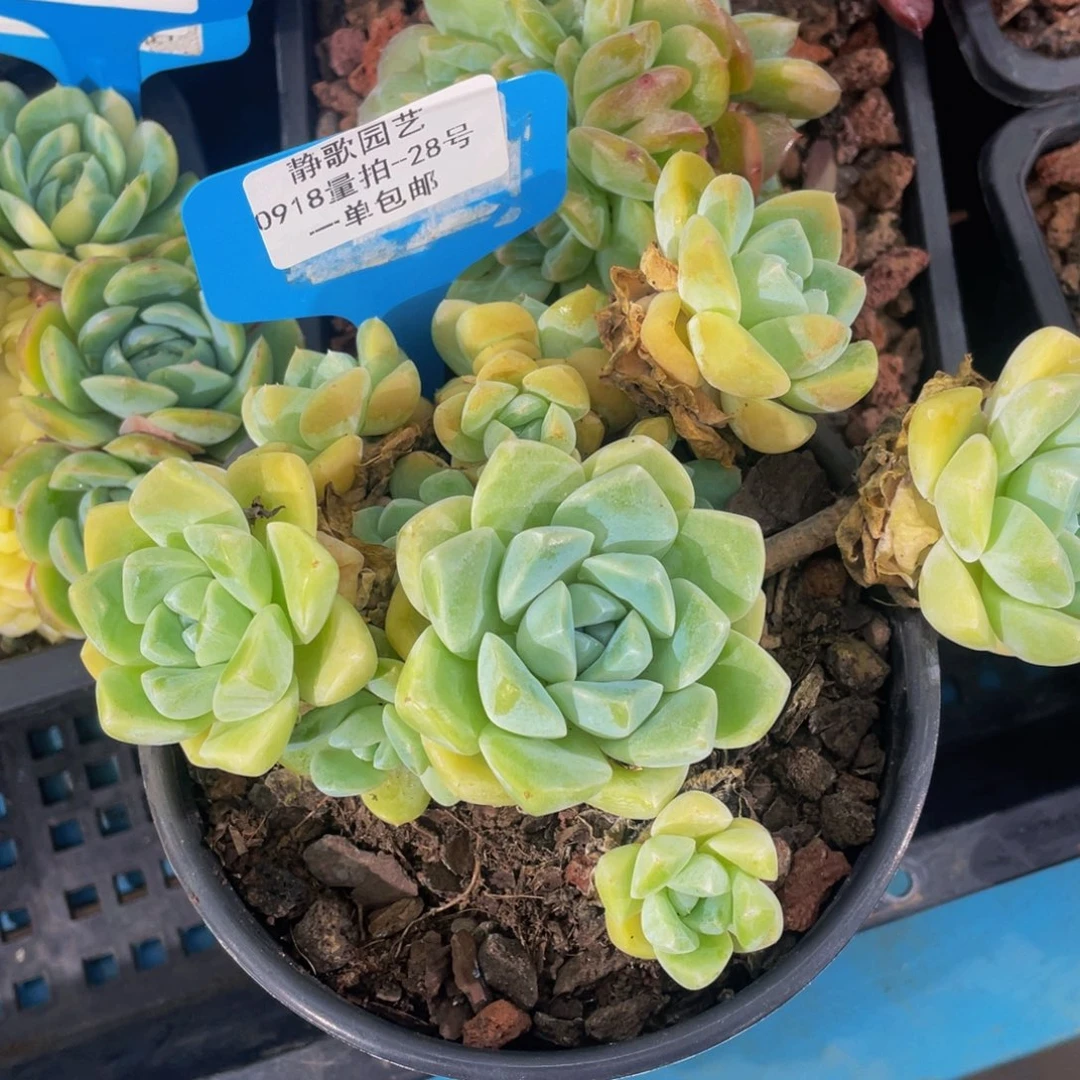 0918-28-粉冰玉群生一颗