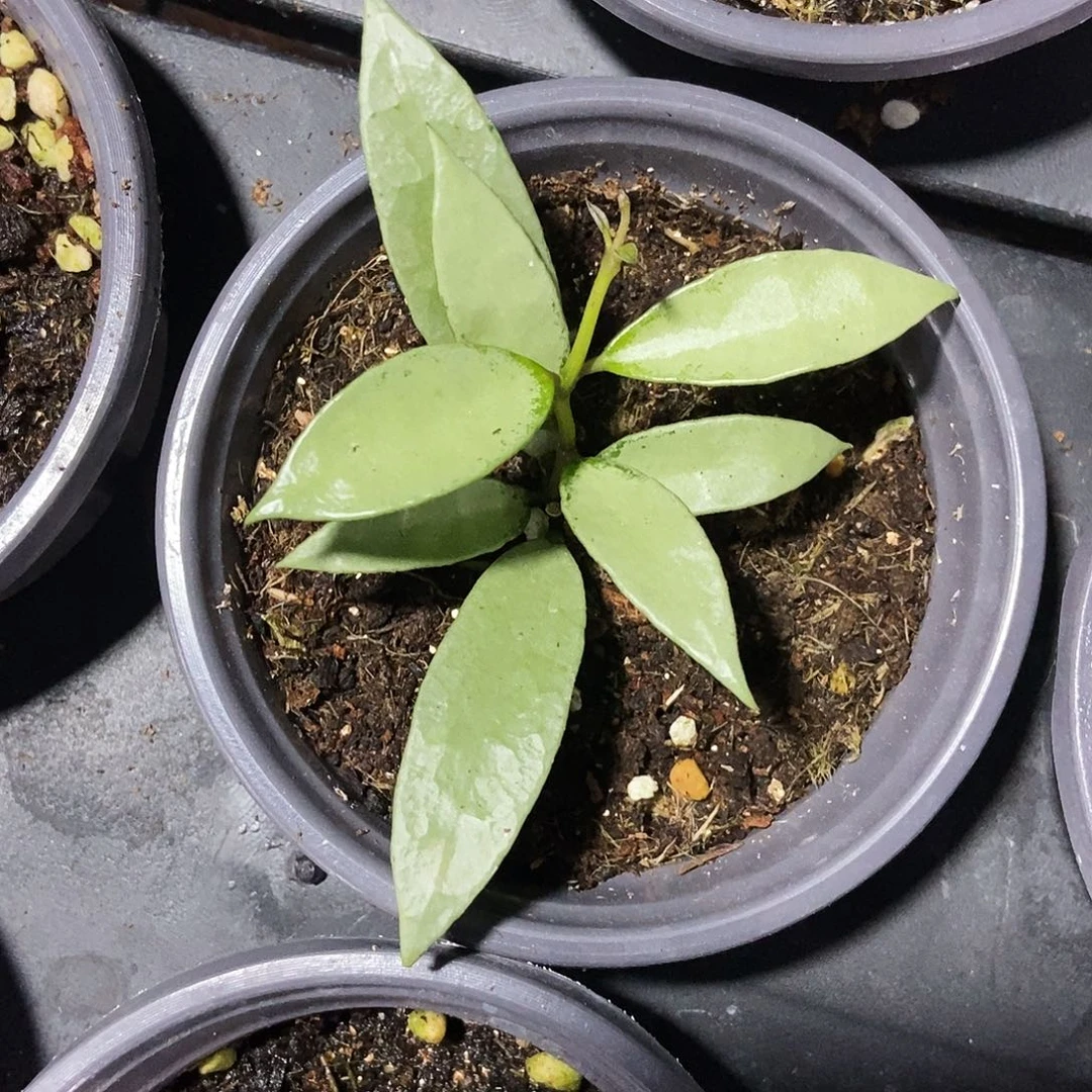 S***s完全开放全银长叶裂瓣26