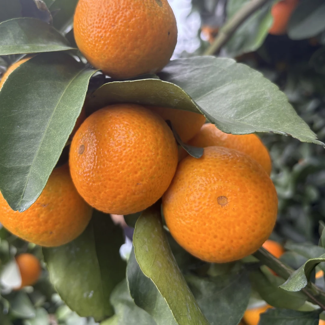 广西源头新鲜应季水果清甜多汁现摘现发金秋砂糖橘