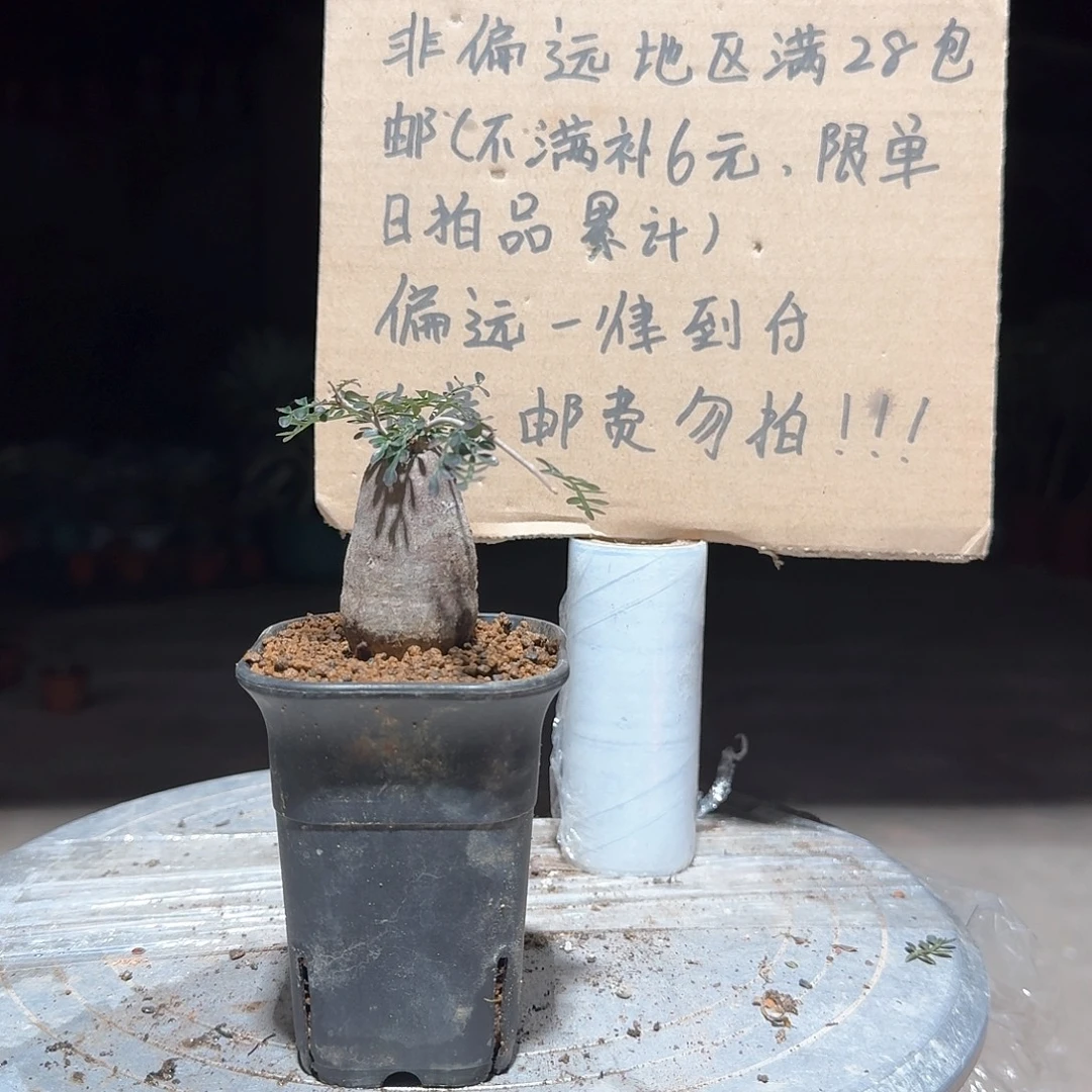 根插象足漆树一一