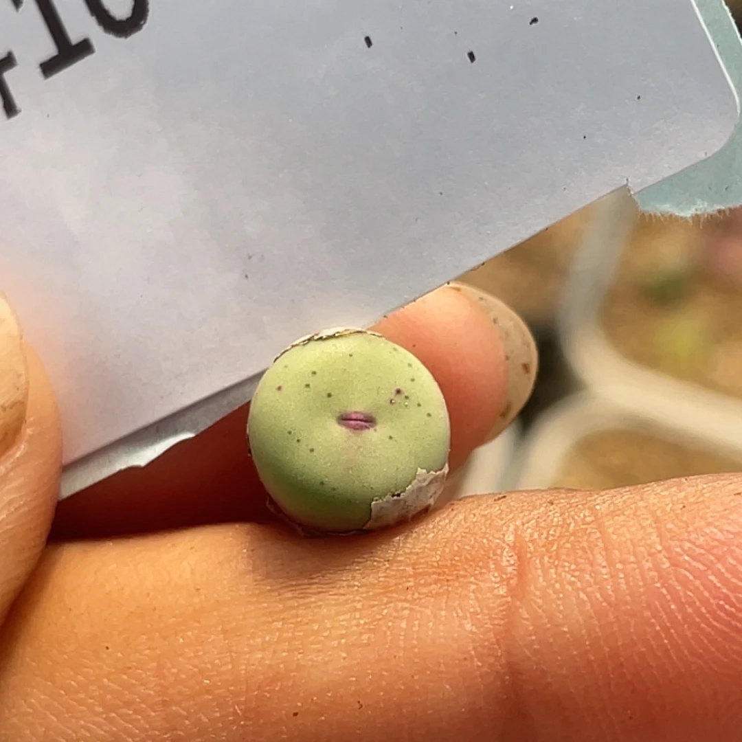 10-83嘴多肉肉锥多