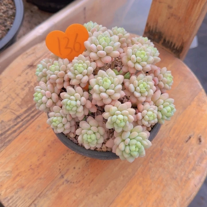 蘭***136多肉植物一物一拍