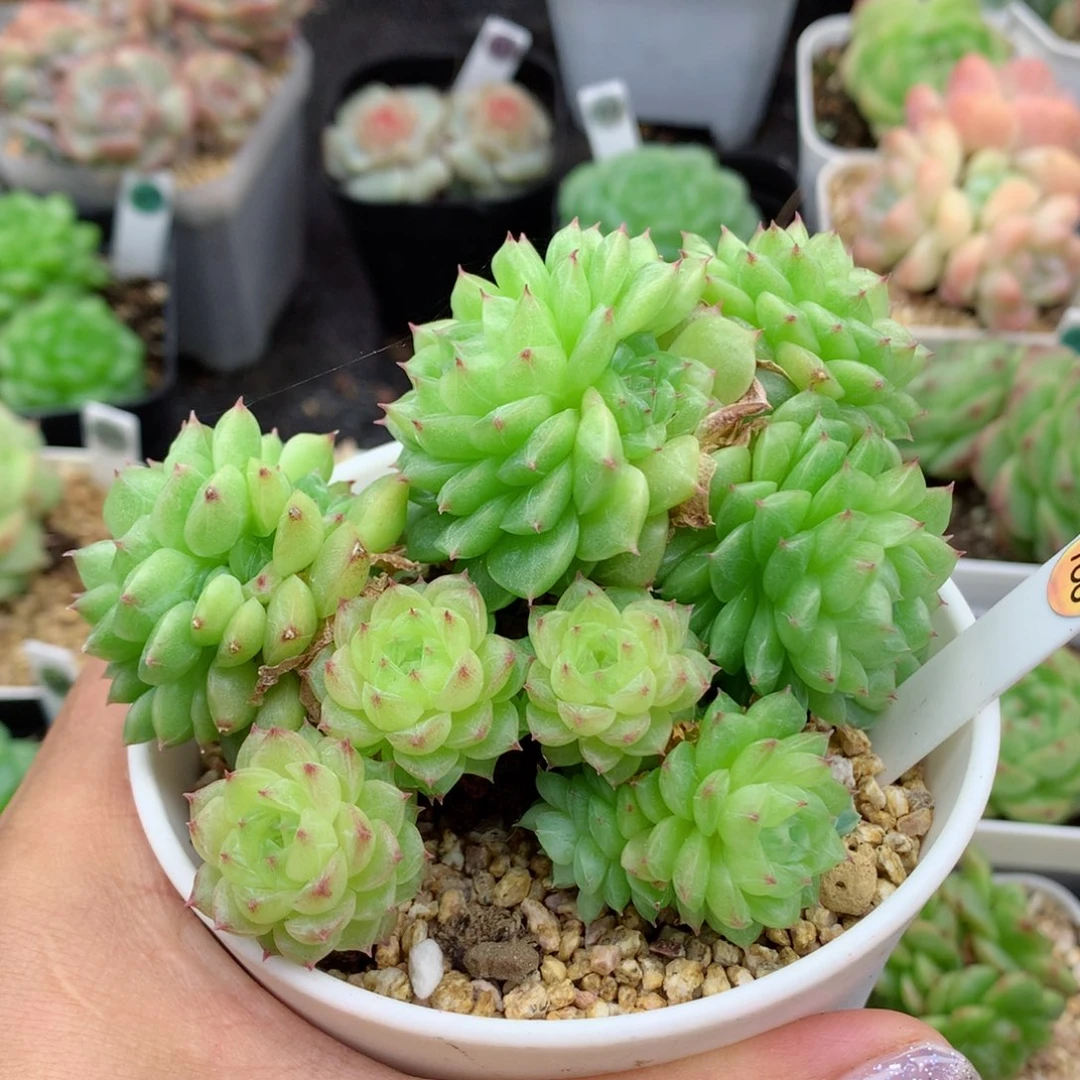58包邮  群生不包整麦秆10