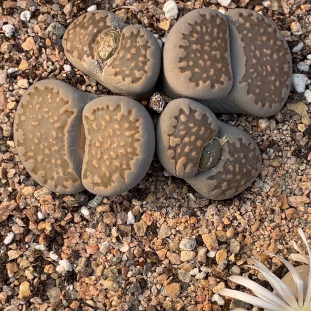 非偏远满20包邮340