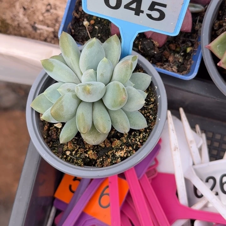 多肉植物胖体哥特045