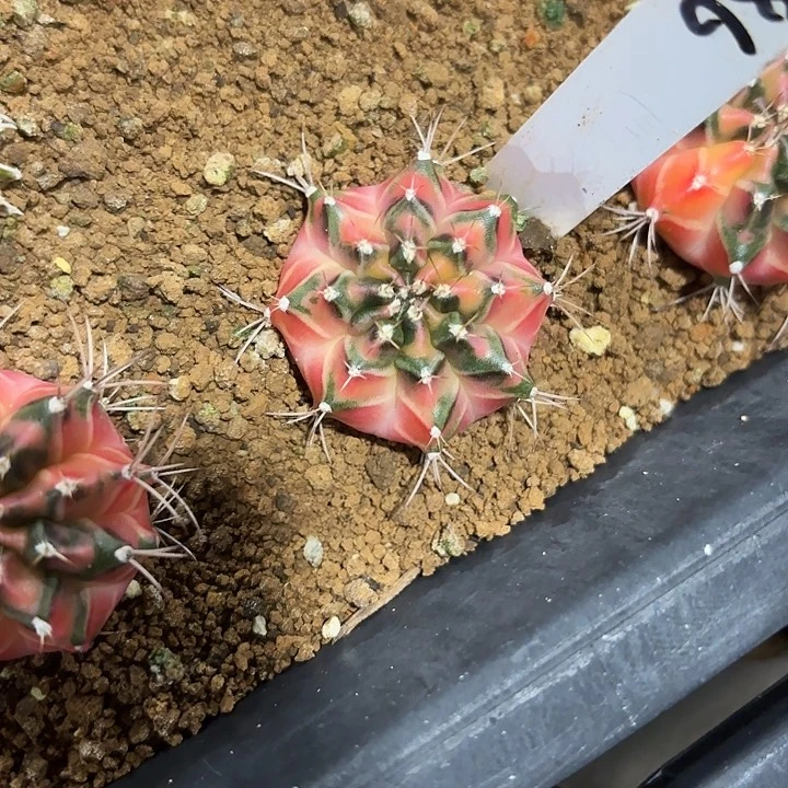 386-0715泰国发货多肉