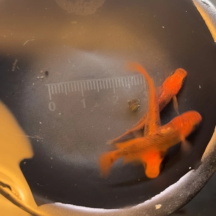 青鳉鱼龙章二号冀中观背