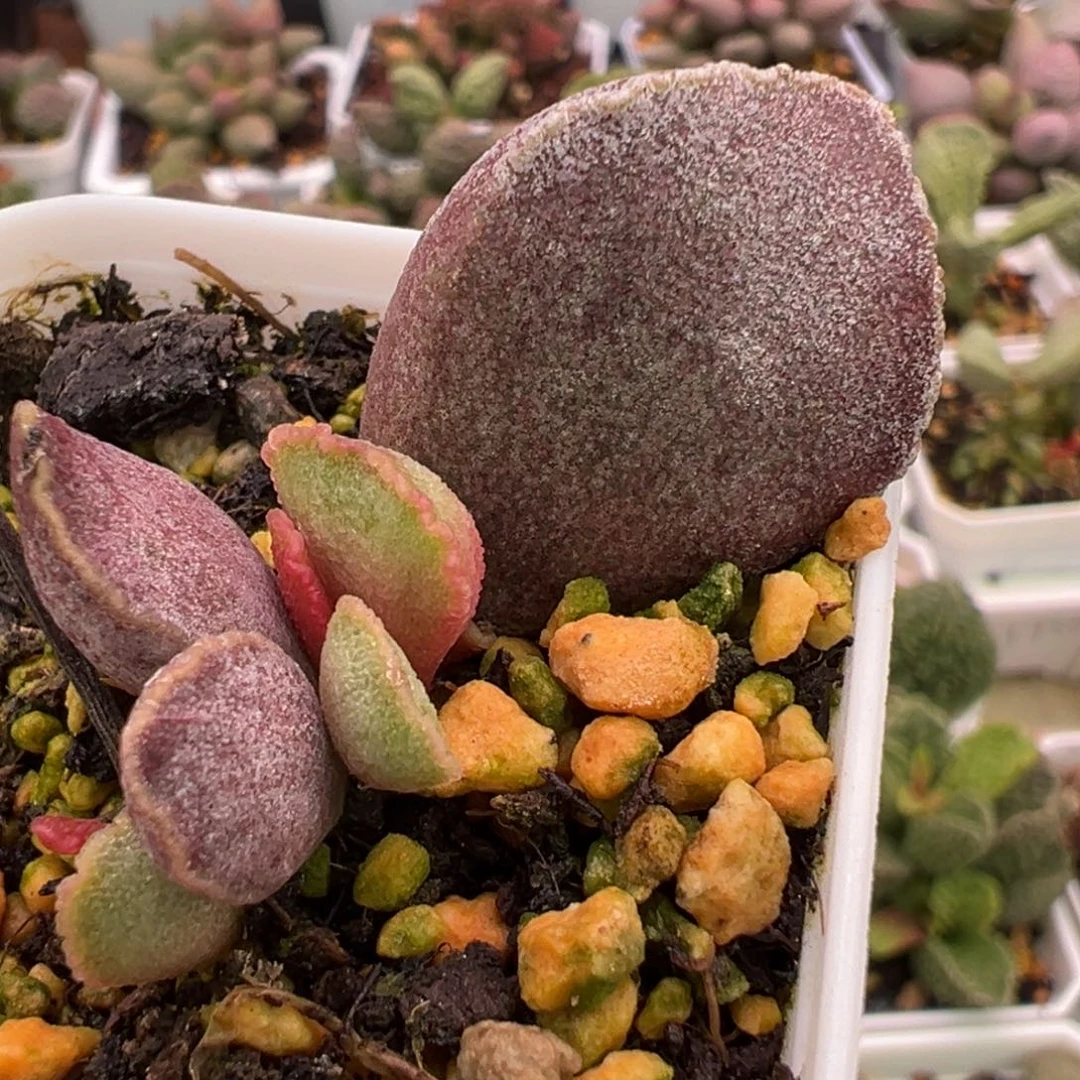 实生新品大苗多肉植物