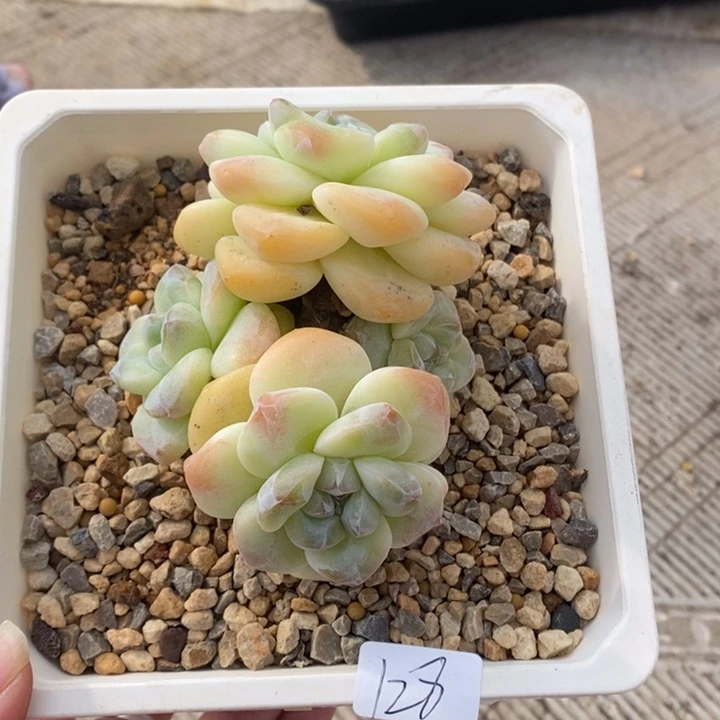黄底冰玉哈哈哈哈哈