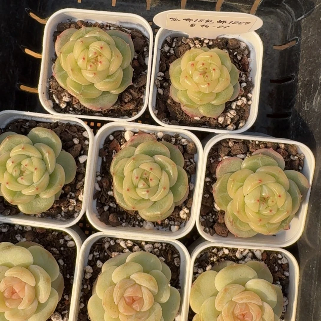 1229-027-海洋之星c一颗量拍