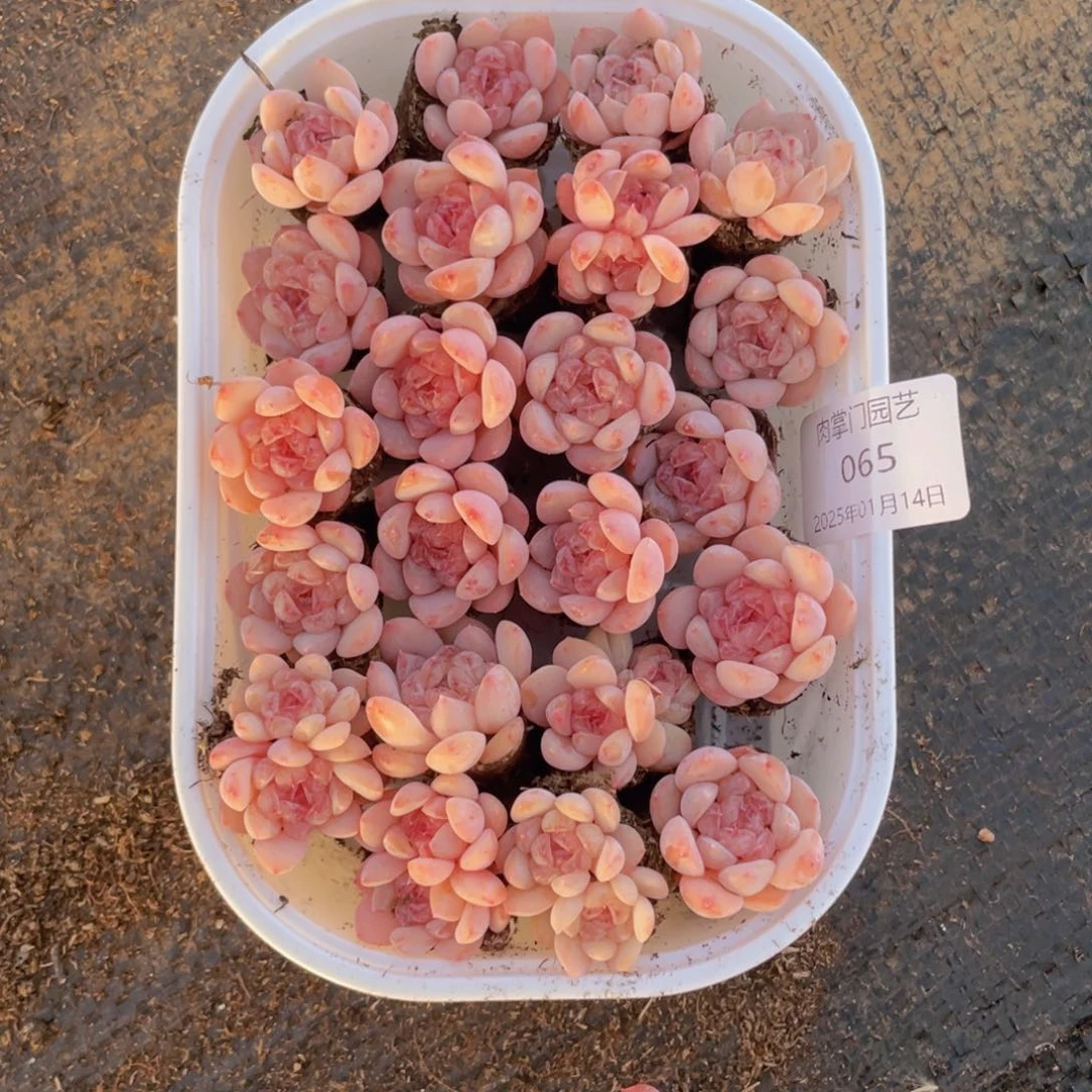 我们的生活方式是什么065