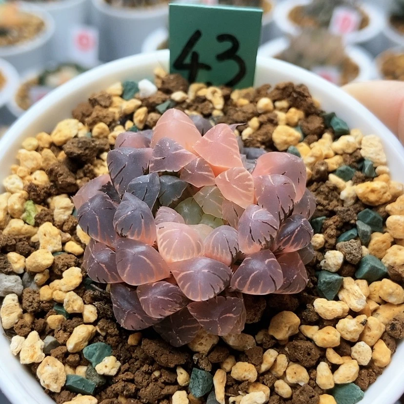 【闪购商品】好***钱43冰灯锦