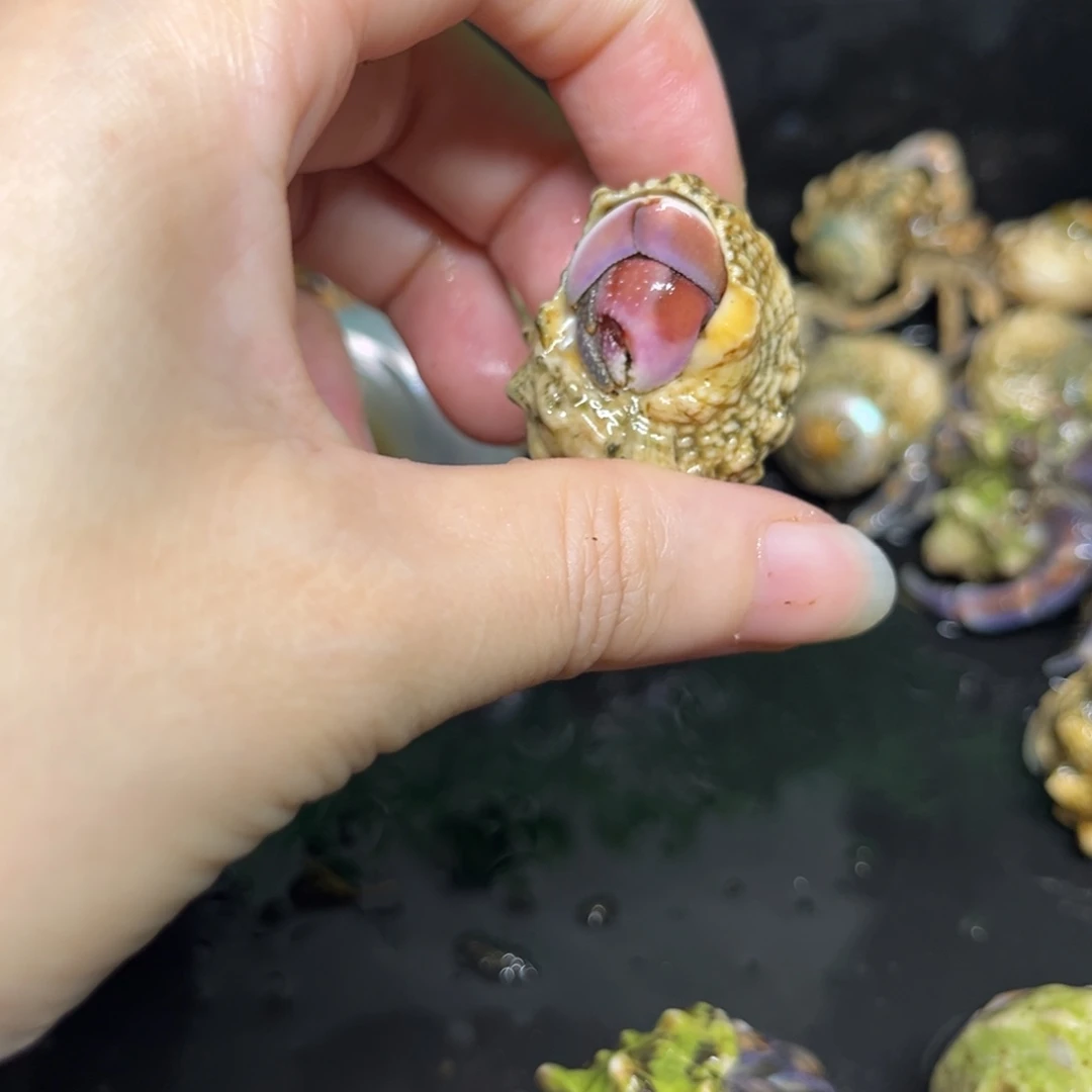 游标卡尺专拍小可爱紫陆