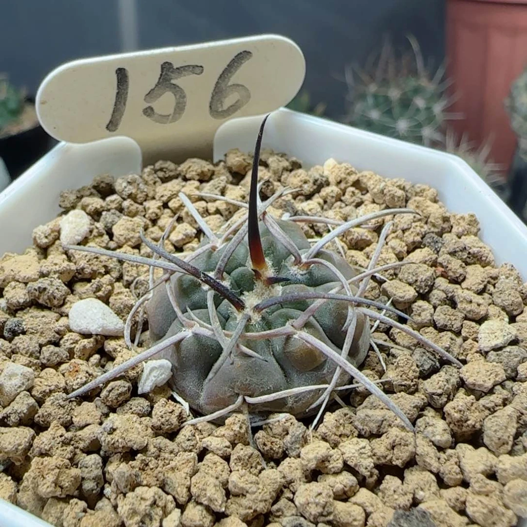 实生狂伏刺天平多肉