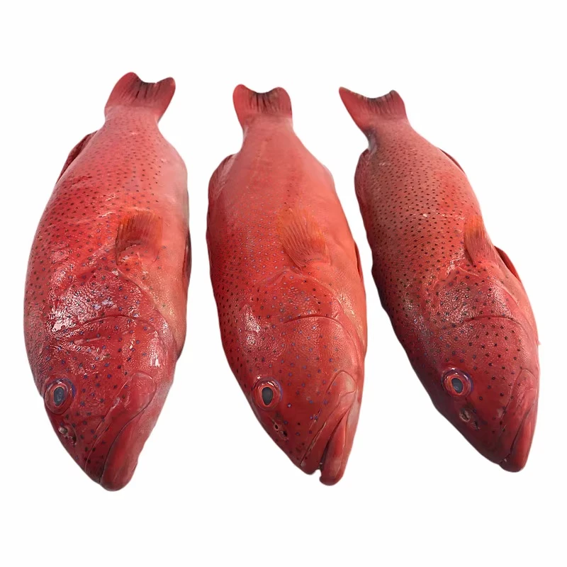 鲜活东星斑【同城送货到家】