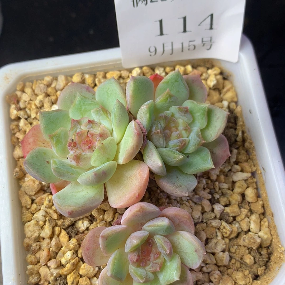 【闪购商品】云114号