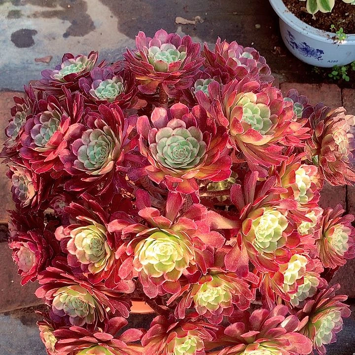 黑金刚啊啊啊啊啊啊啊啊